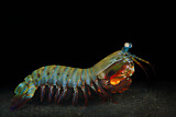 Image. Peacock Mantis Shrimp