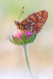Image. Pearl-bordered Fritillary
