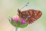 Image. Pearl-bordered Fritillary