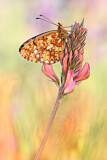 Image. Pearl-bordered Fritillary