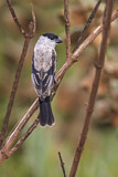 Image. Pearly-bellied Seedeater