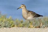 Image. Pectoral Sandpiper