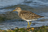 Image. Pectoral Sandpiper