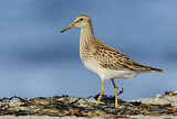Image. Pectoral Sandpiper