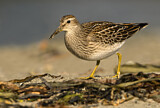 Image. Pectoral Sandpiper