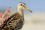 Image. Pectoral Sandpiper