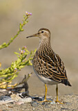 Image. Pectoral Sandpiper