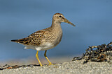 Image. Pectoral Sandpiper