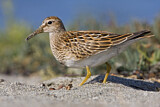 Image. Pectoral Sandpiper