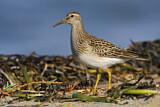 Image. Pectoral Sandpiper