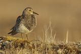 Image. Pectoral Sandpiper
