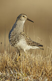 Image. Pectoral Sandpiper