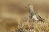 Image. Pectoral Sandpiper