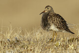 Image. Pectoral Sandpiper