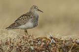 Image. Pectoral Sandpiper