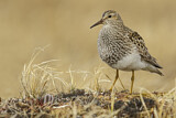 Image. Pectoral Sandpiper