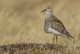 Image. Pectoral Sandpiper