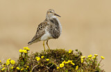 Image. Pectoral Sandpiper