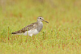 Image. Pectoral Sandpiper