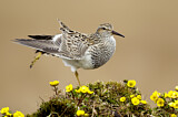 Image. Pectoral Sandpiper