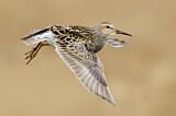 Image. Pectoral Sandpiper