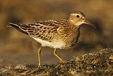 Image. Pectoral Sandpiper