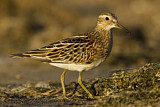 Image. Pectoral Sandpiper