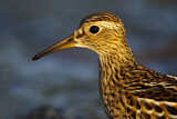 Image. Pectoral Sandpiper