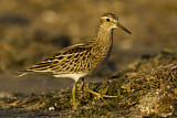 Image. Pectoral Sandpiper