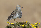 Image. Pectoral Sandpiper