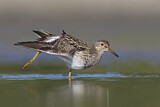 Image. Pectoral Sandpiper