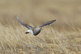 Image. Pectoral Sandpiper