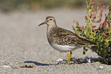 Image. Pectoral Sandpiper