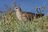 Image. Pectoral Sandpiper
