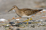 Image. Pectoral Sandpiper