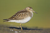 Image. Pectoral Sandpiper