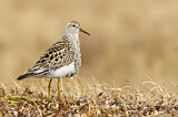 Image. Pectoral Sandpiper