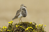 Image. Pectoral Sandpiper