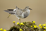 Image. Pectoral Sandpiper