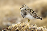 Image. Pectoral Sandpiper