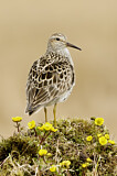 Image. Pectoral Sandpiper