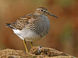 Image. Pectoral Sandpiper