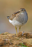 Image. Pectoral Sandpiper
