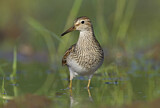 Image. Pectoral Sandpiper