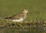 Image. Pectoral Sandpiper
