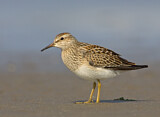 Image. Pectoral Sandpiper