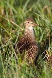 Image. Pectoral Sandpiper