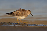 Image. Pectoral Sandpiper