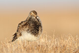 Image. Pectoral Sandpiper
