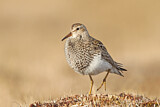 Image. Pectoral Sandpiper